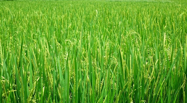 Campo de arroz verde y exuberante — Foto de Stock