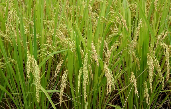 Orejas de arroz — Foto de Stock