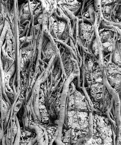 复杂的空中根系统的榕树 — 图库照片