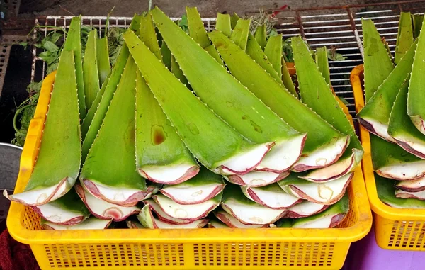 Gruby Aloe Vera pozostawia na sprzedaż — Zdjęcie stockowe