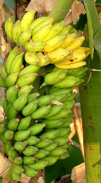 大型集群的天然香蕉 — 图库照片