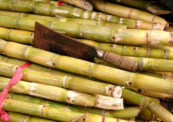 SAP taze şeker kamışı