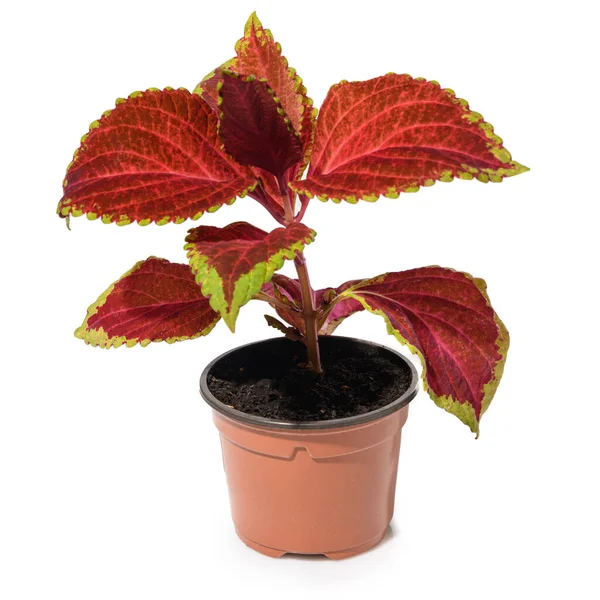 Homeplant Coleus Pot Isolated — Stock fotografie