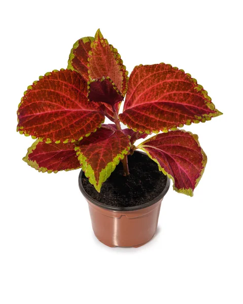 Homeplant Coleus Pot Isolated — Stock fotografie