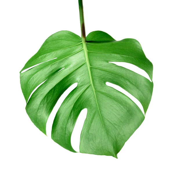 モンステラ植物の葉 白い背景に隔離された熱帯常緑のブドウ ストック画像