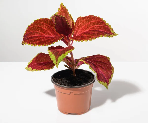 Houseplant Coleus Pot White Table Zdjęcie Stockowe