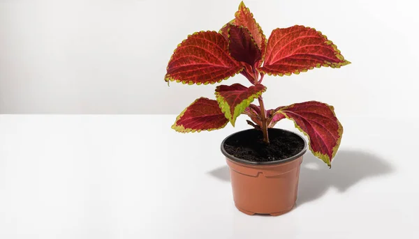 Houseplant Coleus Pot White Table Copy Spase Φωτογραφία Αρχείου