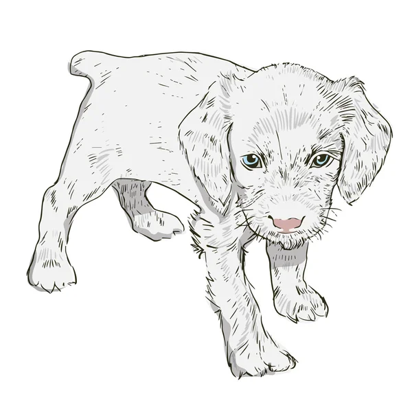 Kleine pup op een witte achtergrond — Stockvector