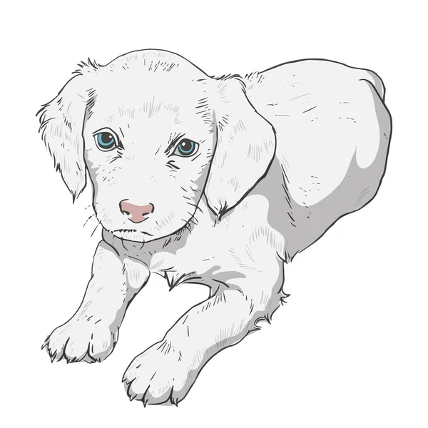 Little puppy on a white background — Stock Vector