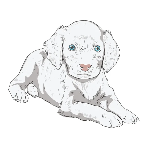 Little puppy on a white background — Stock Vector