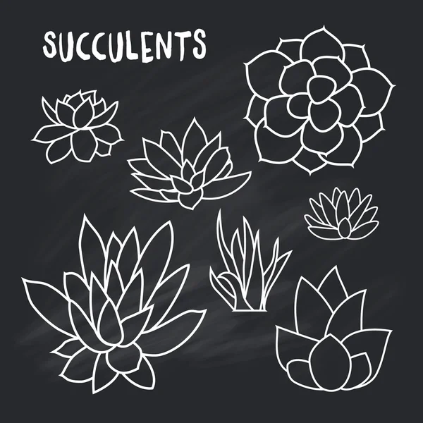 Succulents 카드, 초대장의 디자인에 대 한 분필 보드에 고립 된의 그래픽 설정 — 스톡 벡터