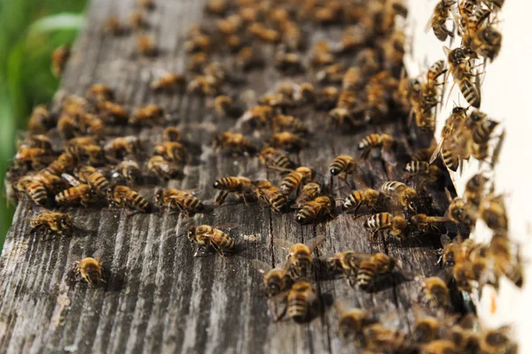 Las abejas en la colmena . —  Fotos de Stock