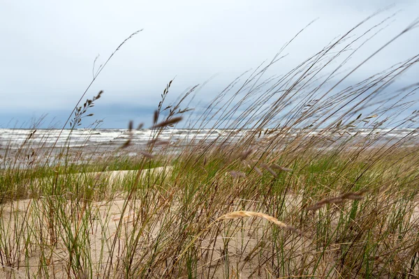 Hierba en la playa . — Foto de Stock