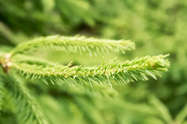 Green fir twig. — Stock Photo, Image