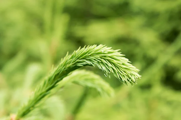 Green fir twig. — Stock Photo, Image