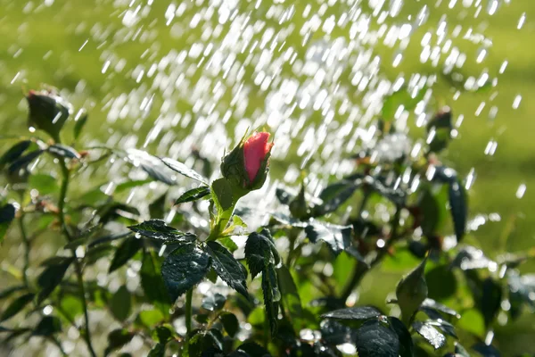 Rose en water drops. — Stockfoto