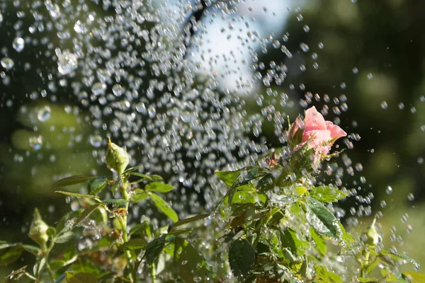 Rose en water drops. — Stockfoto