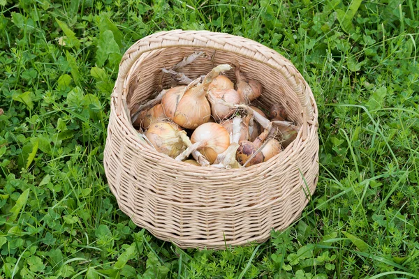 Onions in basket. — Stock Photo, Image
