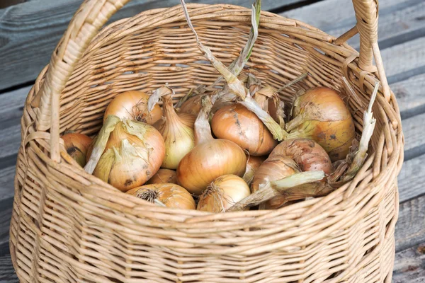 Onions in basket. — Stock Photo, Image