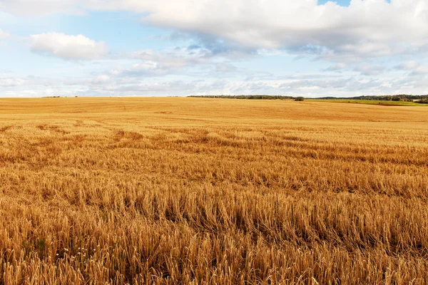 Field after harvest. — Stock Photo, Image