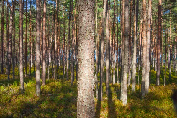 Solljus i skogen. — Stockfoto