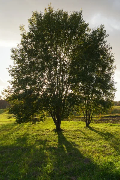 Silhouette dell'albero . — Foto Stock