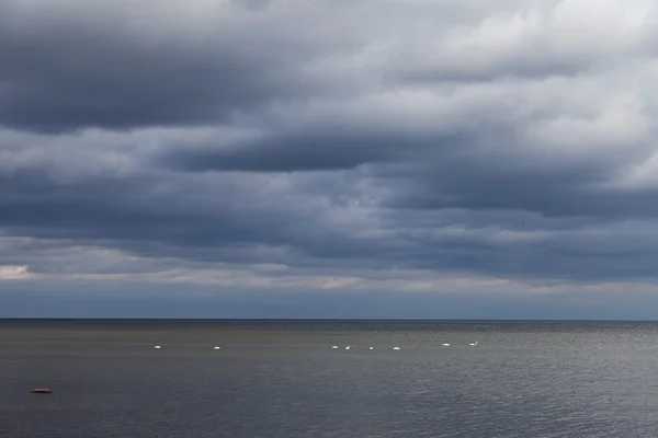 Cisnes no mar . — Fotografia de Stock