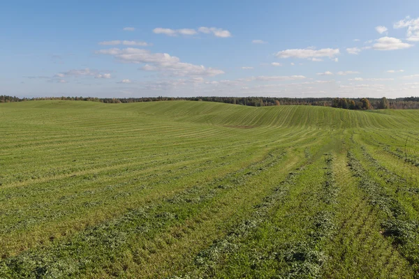 Green field. — Stock Photo, Image