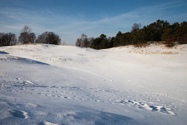 Winterlandschap. — Stockfoto