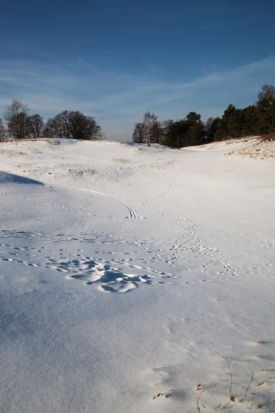 Winterlandschaft. — Stockfoto