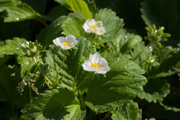 Fraises à fleurs . — Photo