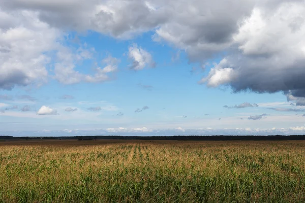 Corn field. — Stock Photo, Image