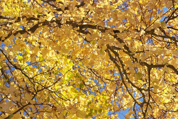 Goldene Blätter. — Stockfoto