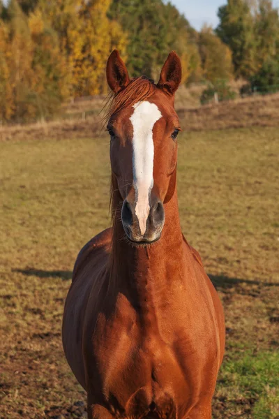 Pferd. — Stockfoto