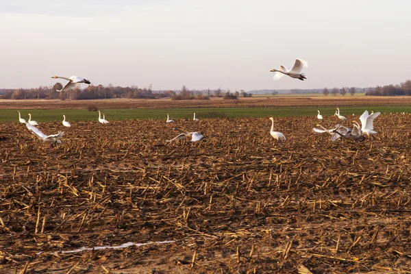 Swans on field in autumn. — Stock Photo, Image