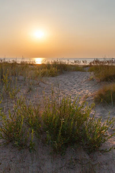 Gräs, sand och Baltic se. Stockbild