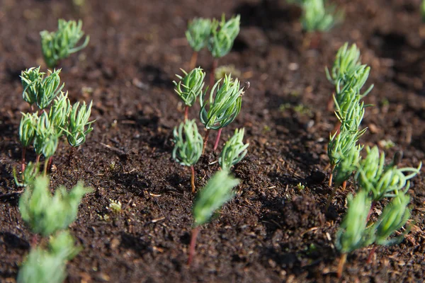 Nieuwe fir zaailingen. — Stockfoto