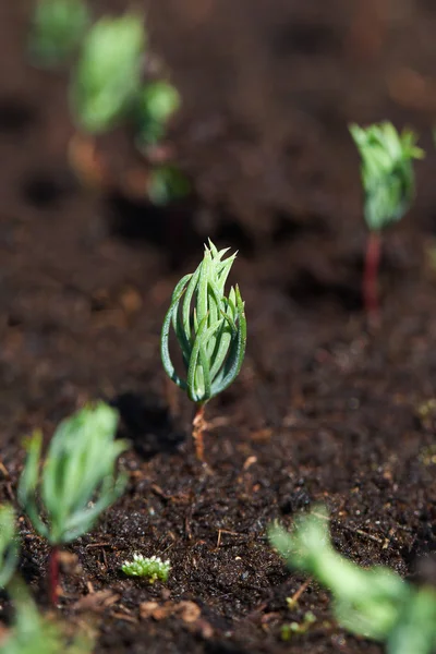 Nieuwe fir zaailingen. — Stockfoto