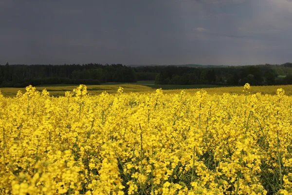 Rapsfeld. — Stockfoto