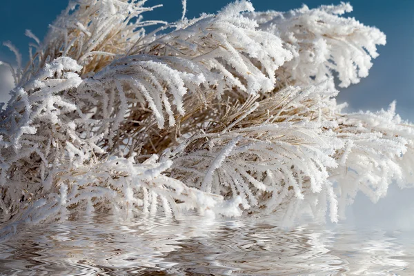 Harde vorst. — Stockfoto