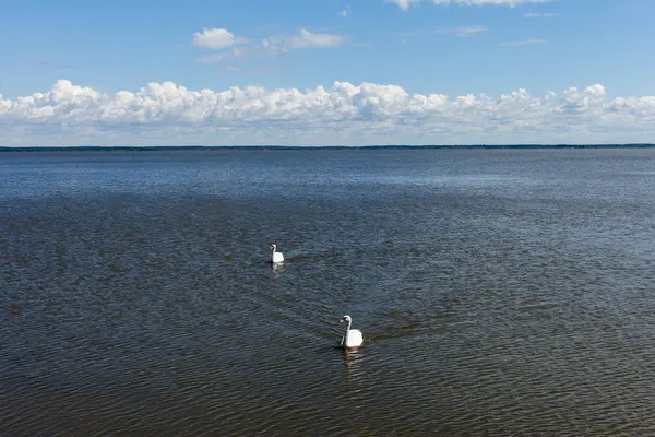 Two swans. — Stock Photo, Image