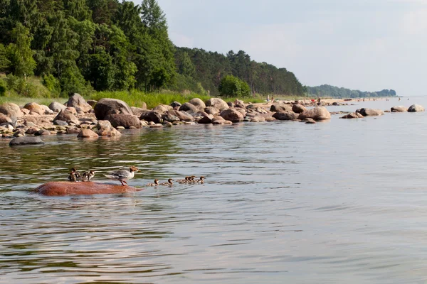 Ducks family. — Stock Photo, Image