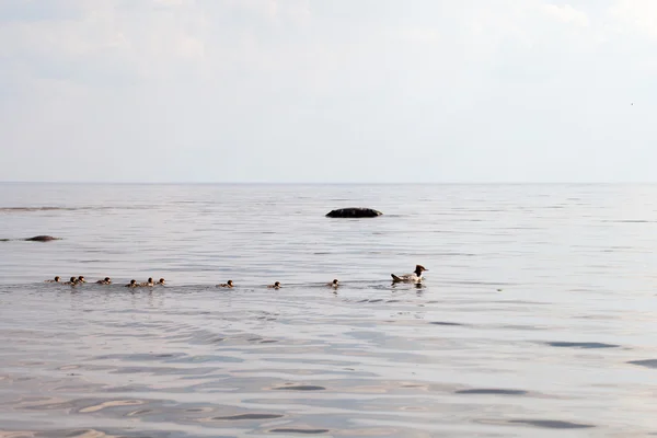 Família dos patos . — Fotografia de Stock