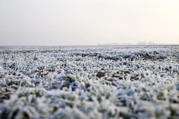 Early winter in wheat field. — Stock Photo, Image