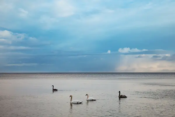 Moře a labutě.. — Stock fotografie