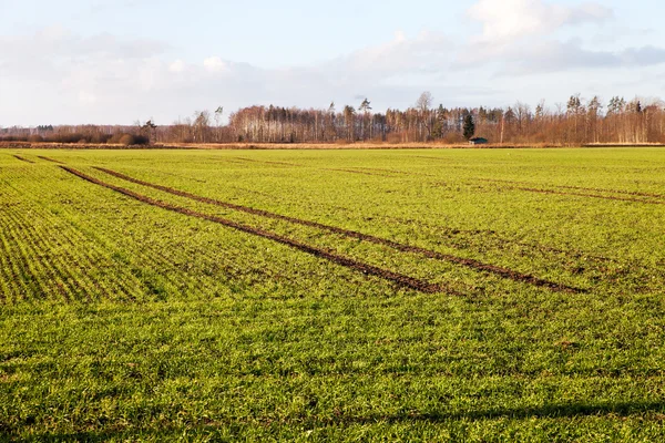 Wheat field in late autumn. — Stock Photo, Image