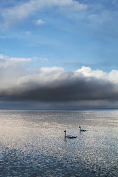 Zee en zwanen.. — Stockfoto