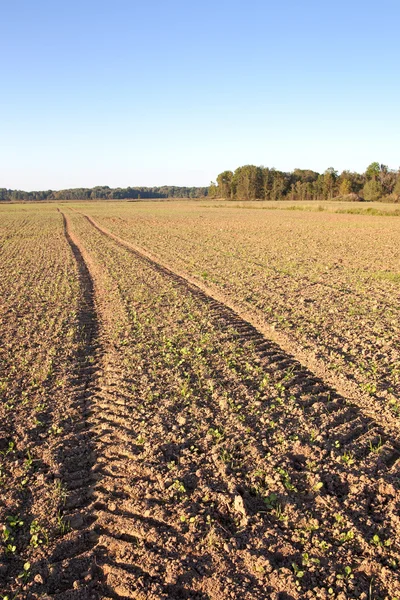 Fresh canola field. — Stock Photo, Image