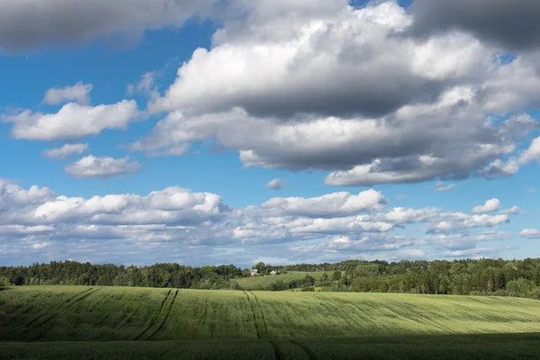 Groen veld in warme zomerdag. — Stockfoto