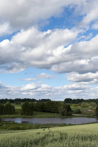 Gröna fält i varm sommardag. — Stockfoto